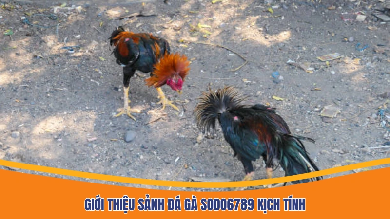Giới thiệu sảnh đá gà Sodo6789 kịch tính Giới thiệu sảnh đá gà Sodo6789 kịch tính
