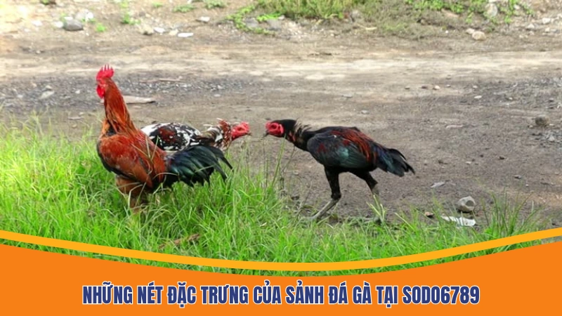 Những nét đặc trưng của sảnh đá gà tại Sodo6789 Những nét đặc trưng của sảnh đá gà tại Sodo6789