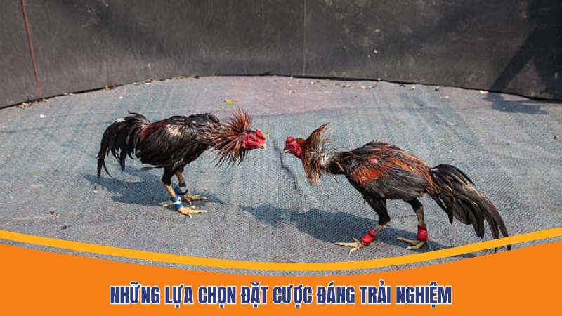 Những lựa chọn đặt cược đáng trải nghiệm Những lựa chọn đặt cược đáng trải nghiệm