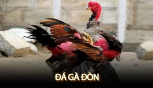 Đá gà đòn